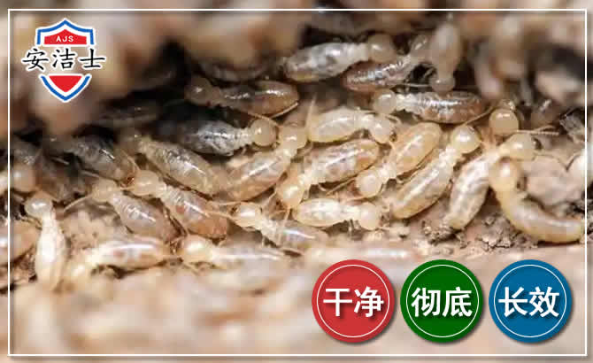 萧山区白蚁防治