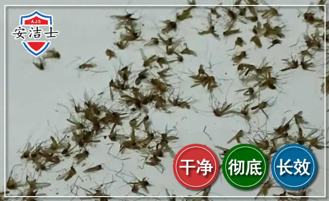 萧山区苍蝇防治-灭蝇