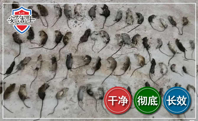 萧山区鼠害防治-灭鼠