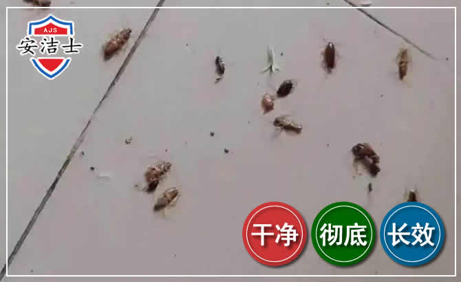 萧山区蟑螂防治-灭蟑螂