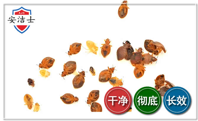 萧山区臭虫防治-消灭臭虫